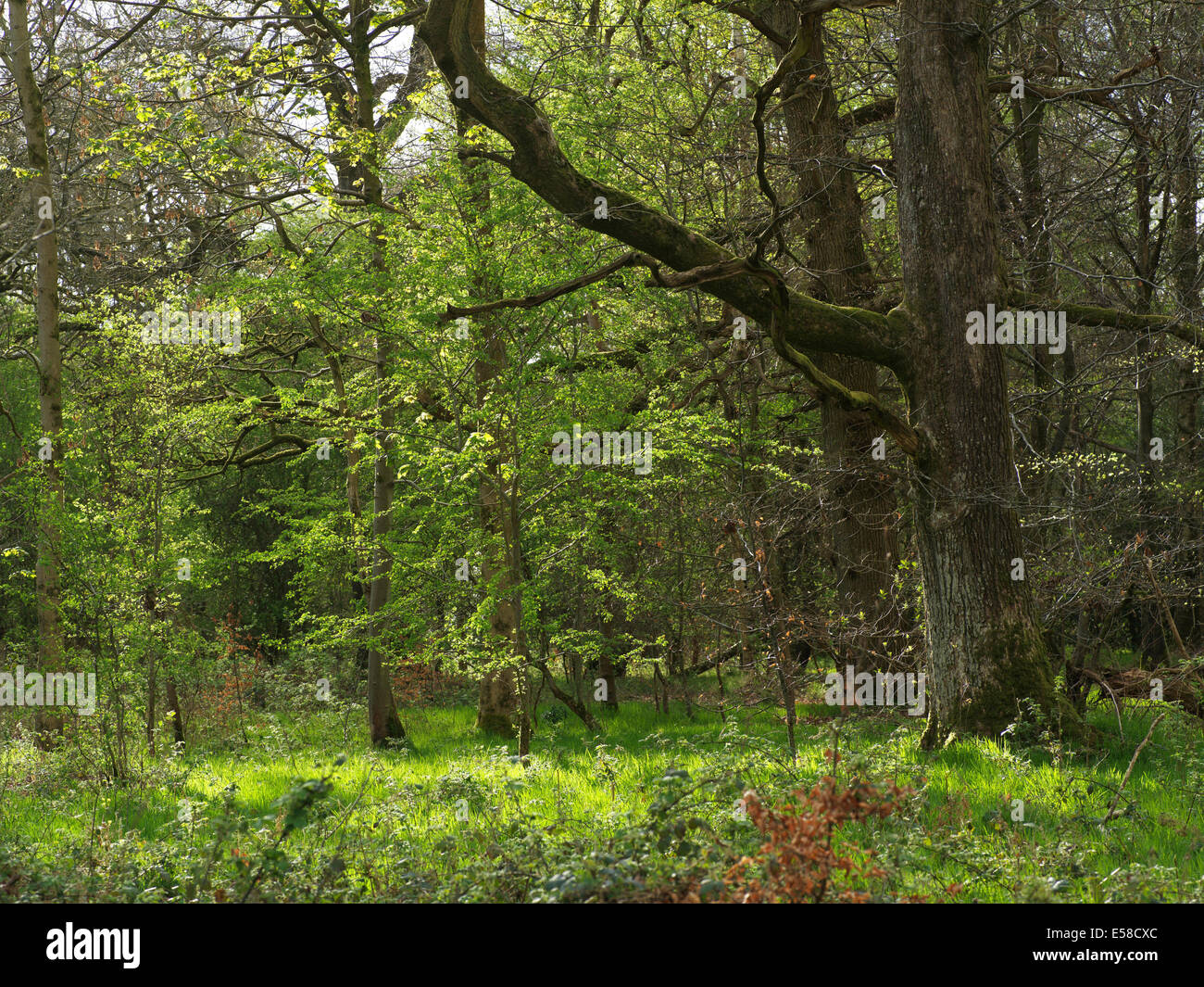 Woodland, Marlborough, Great Bedwyn, Savernake Forest, Wiltshire, UK. Stock Photo