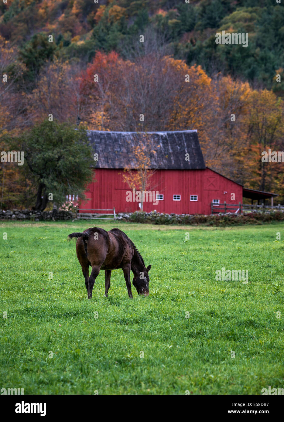 Horse grazing in field with red barn, Vermont, USA Stock Photo