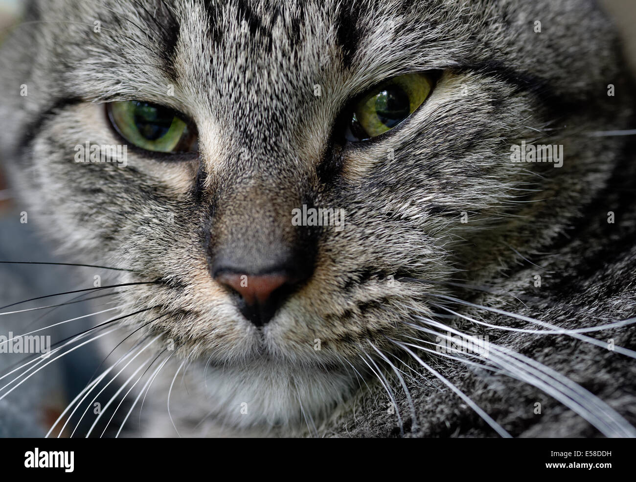 Close-up portrait of a gray tabby cat. Stock Photo