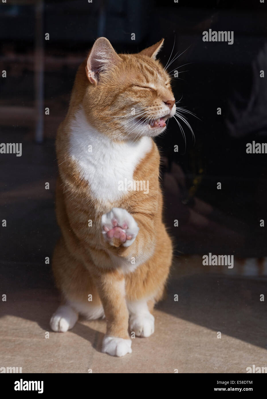 Orange tabby cat crying at a glass door. Stock Photo
