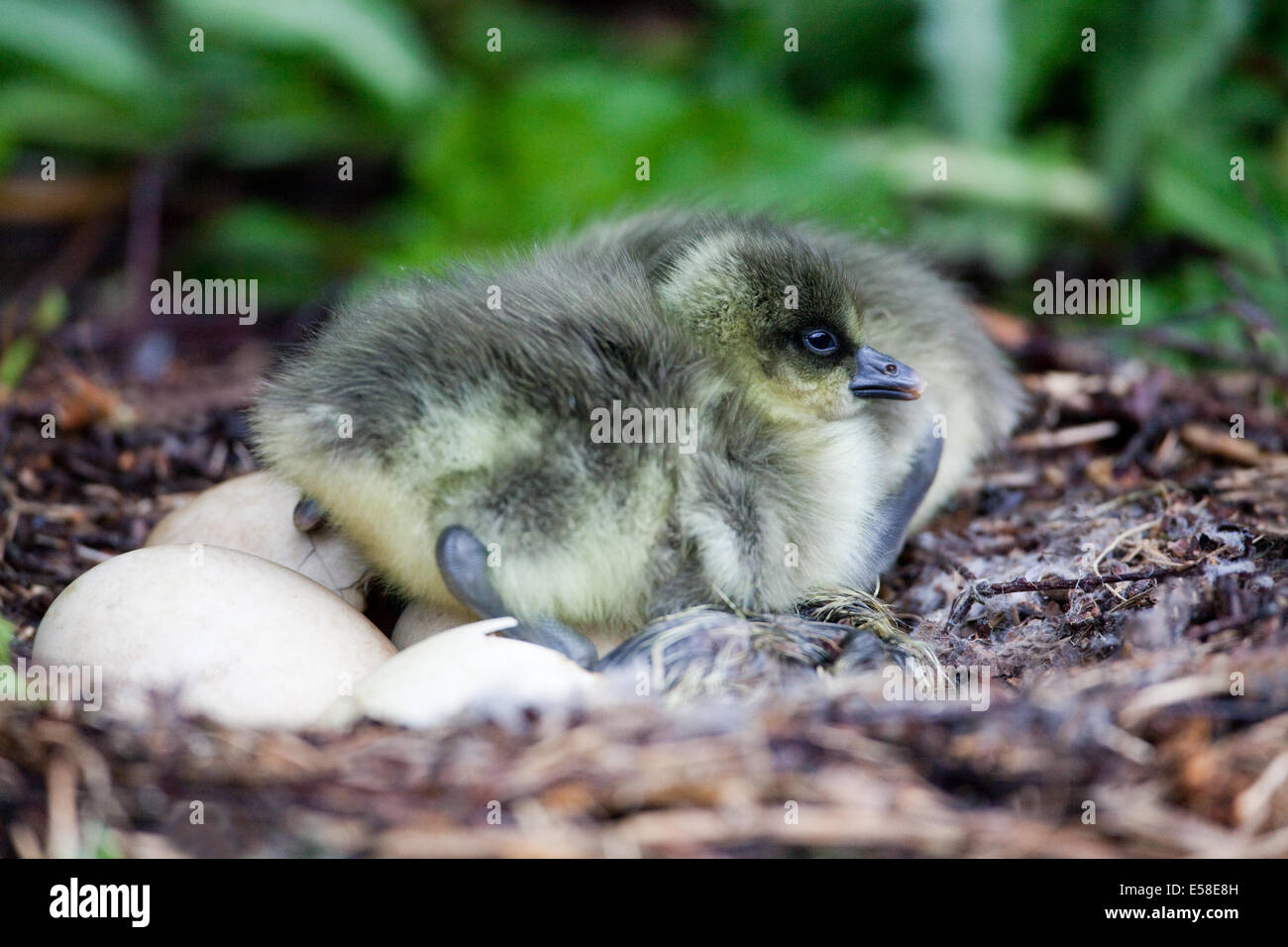 Pink-footed Goose (Anser brachyrhynchus).  Hours old gosling. Just left cover of brooding mother for first time. Egg tooth tip. Stock Photo