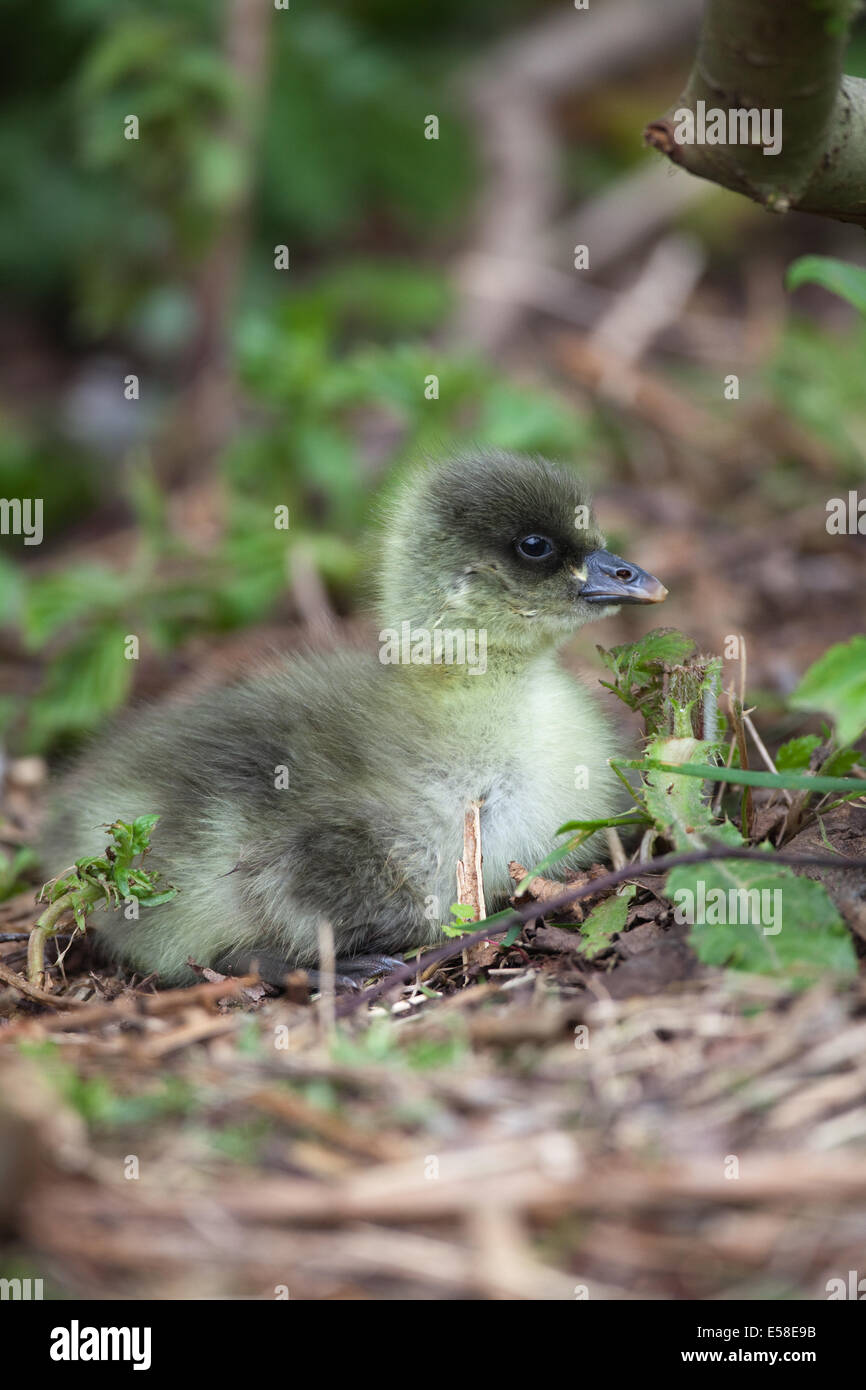 Pink-footed Goose (Anser brachyrhynchus).  Hours old gosling. Left cover of brooding mother for first time. Egg tooth bill tip. Stock Photo