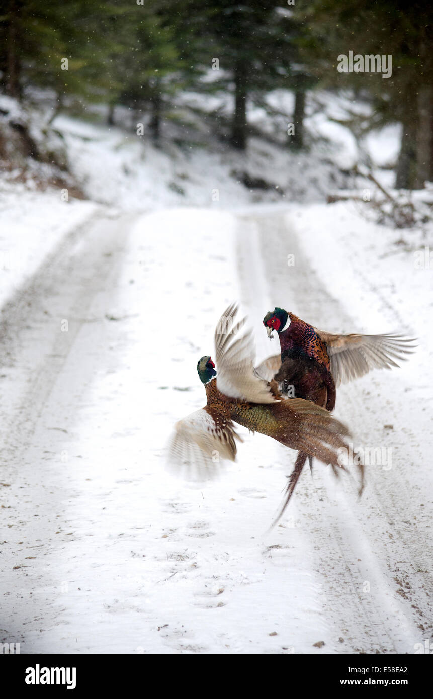 Pheasants Fighting in the Snow. Stock Photo