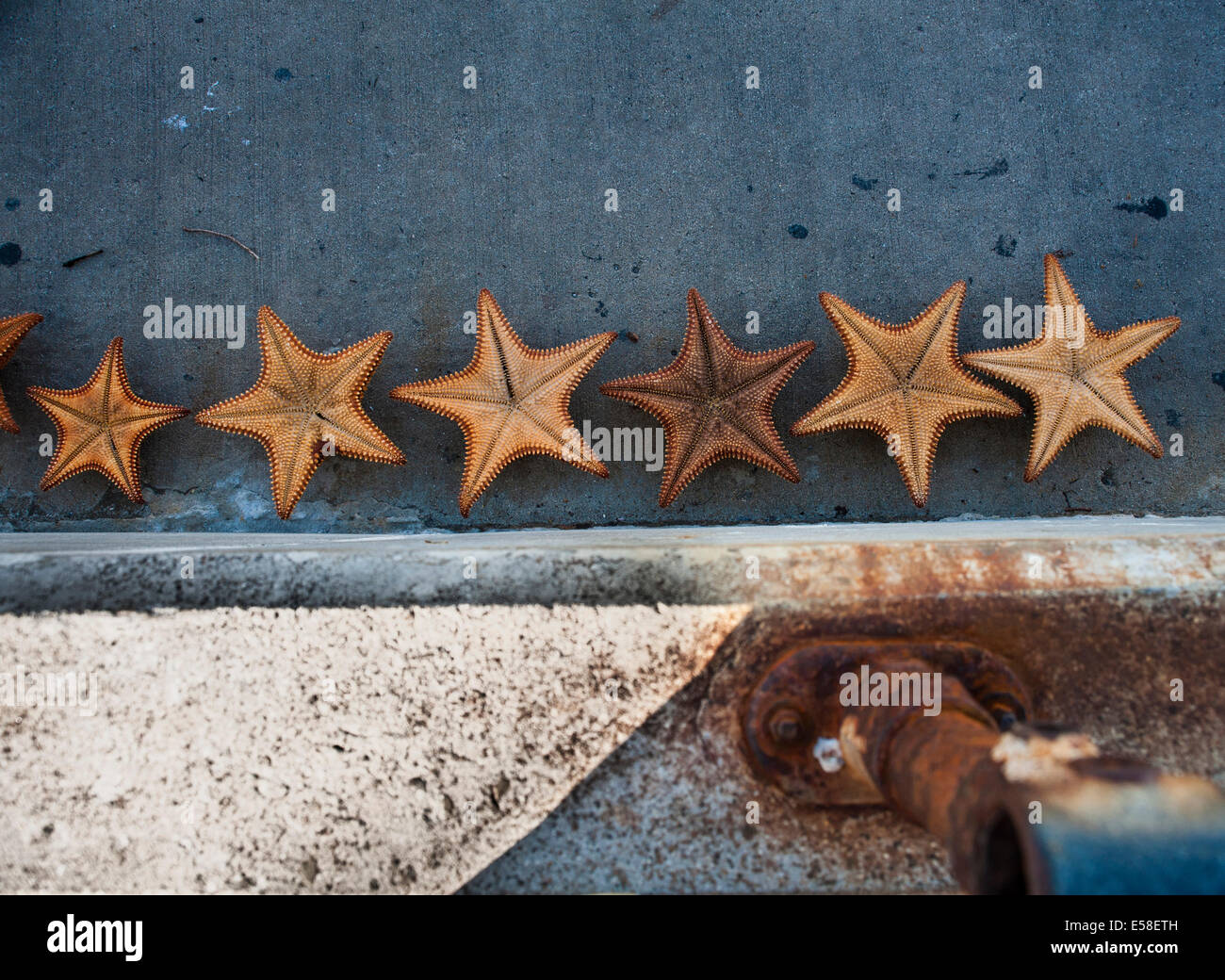 Six starfish lay drying on ground Stock Photo
