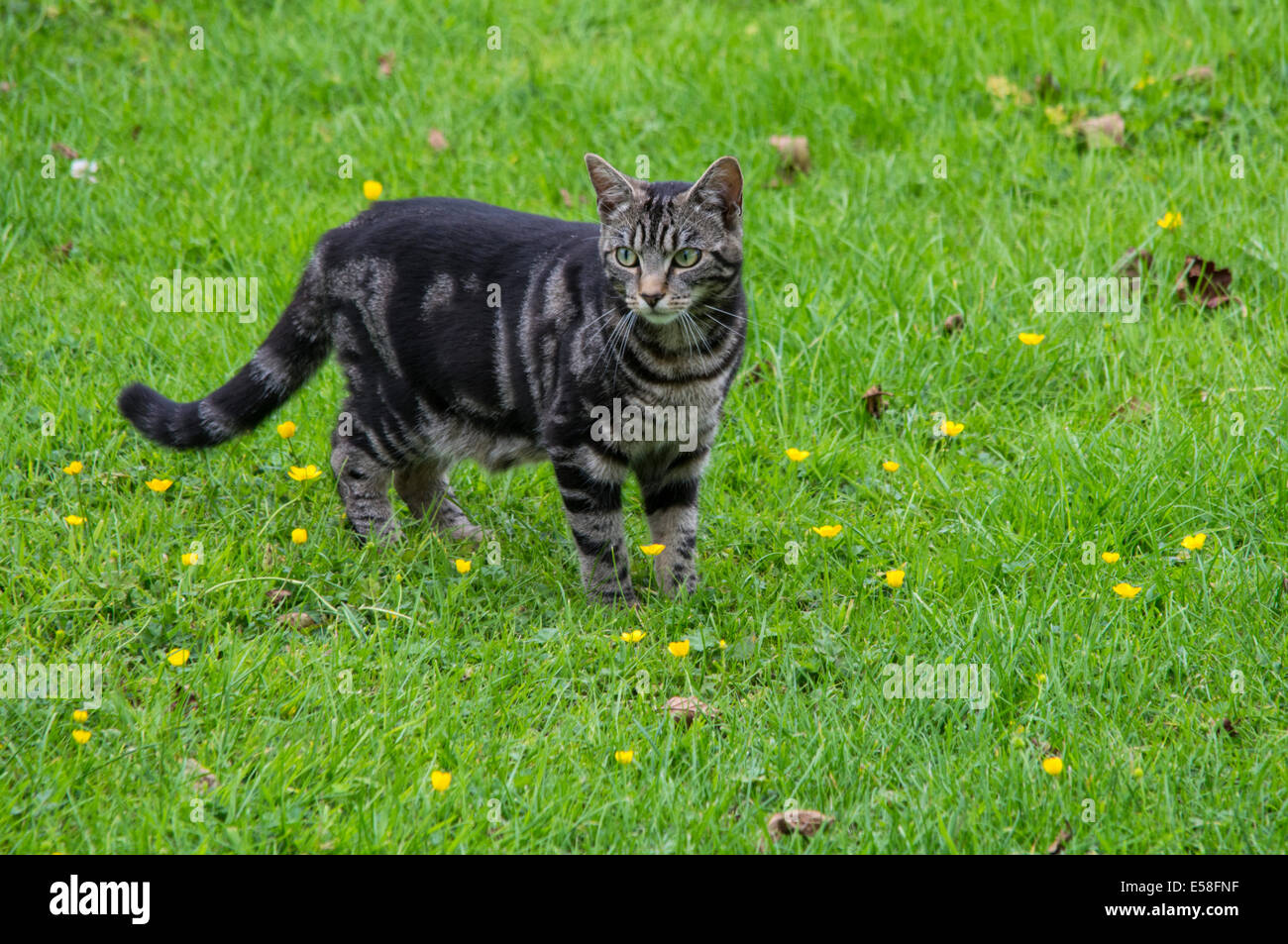 Bengal markings hires stock photography and images Alamy