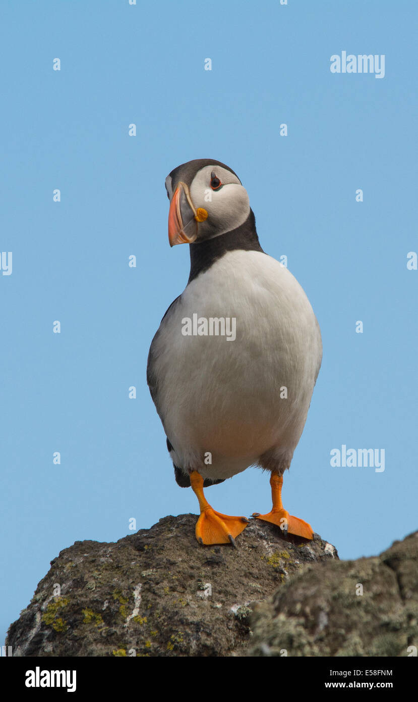 Puffin on cliff Stock Photo