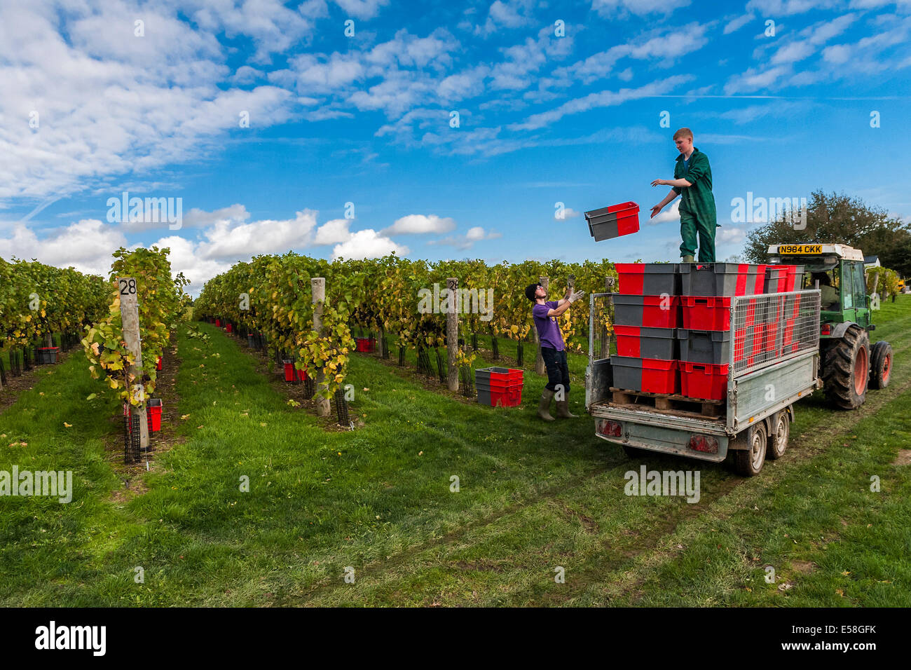 At the Redfold Vineyard in Sussex time is short as the harvest has to be completed while the grapes are in peak condition Stock Photo