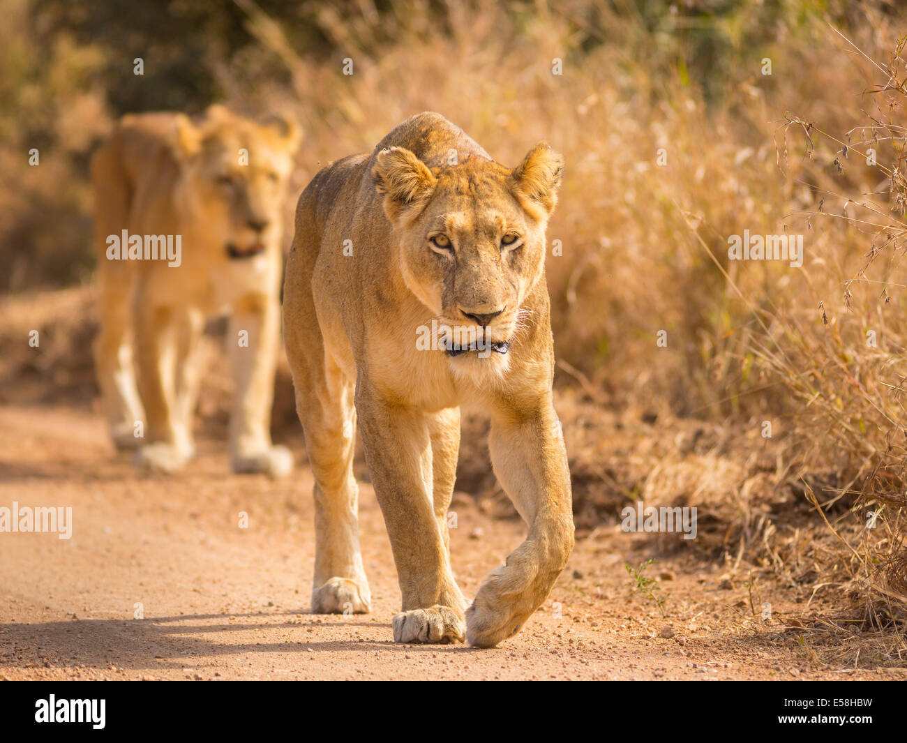 KRUGER NATIONAL PARK, SOUTH AFRICA - Lions hunting near Biyamiti Camp. Panthera leo Stock Photo