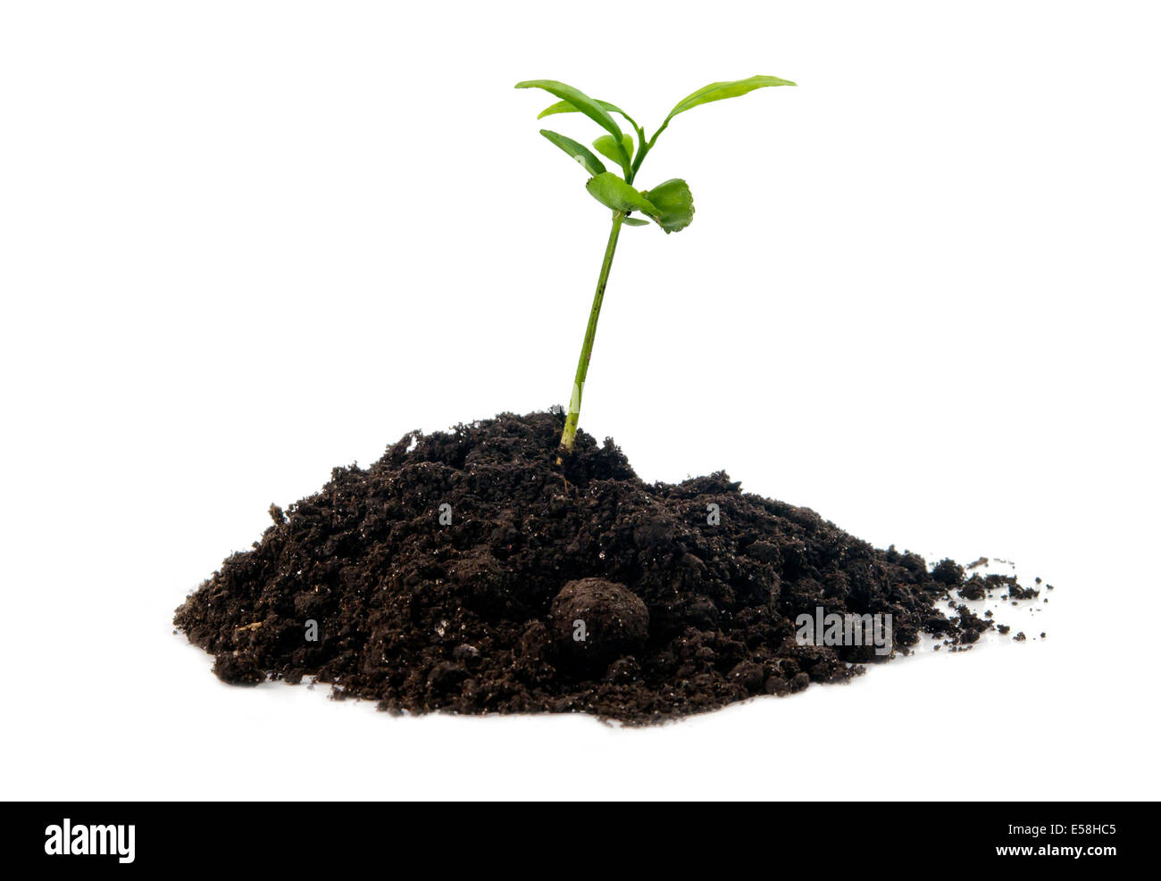 young green plant in soil isolated on white background Stock Photo