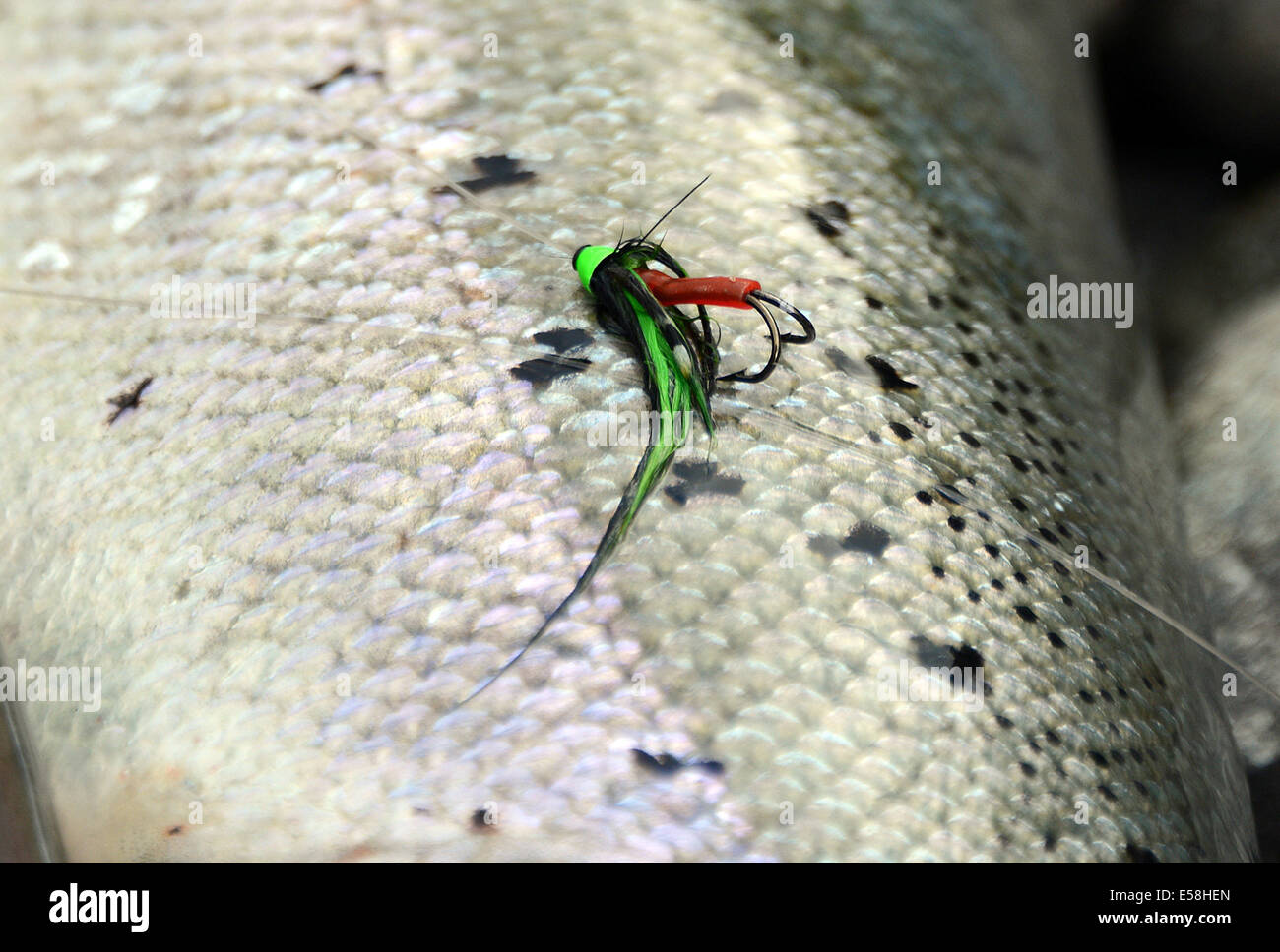 A salmon fly with a salmon, river Beiarelva, Norway , Aug. 11, 2013