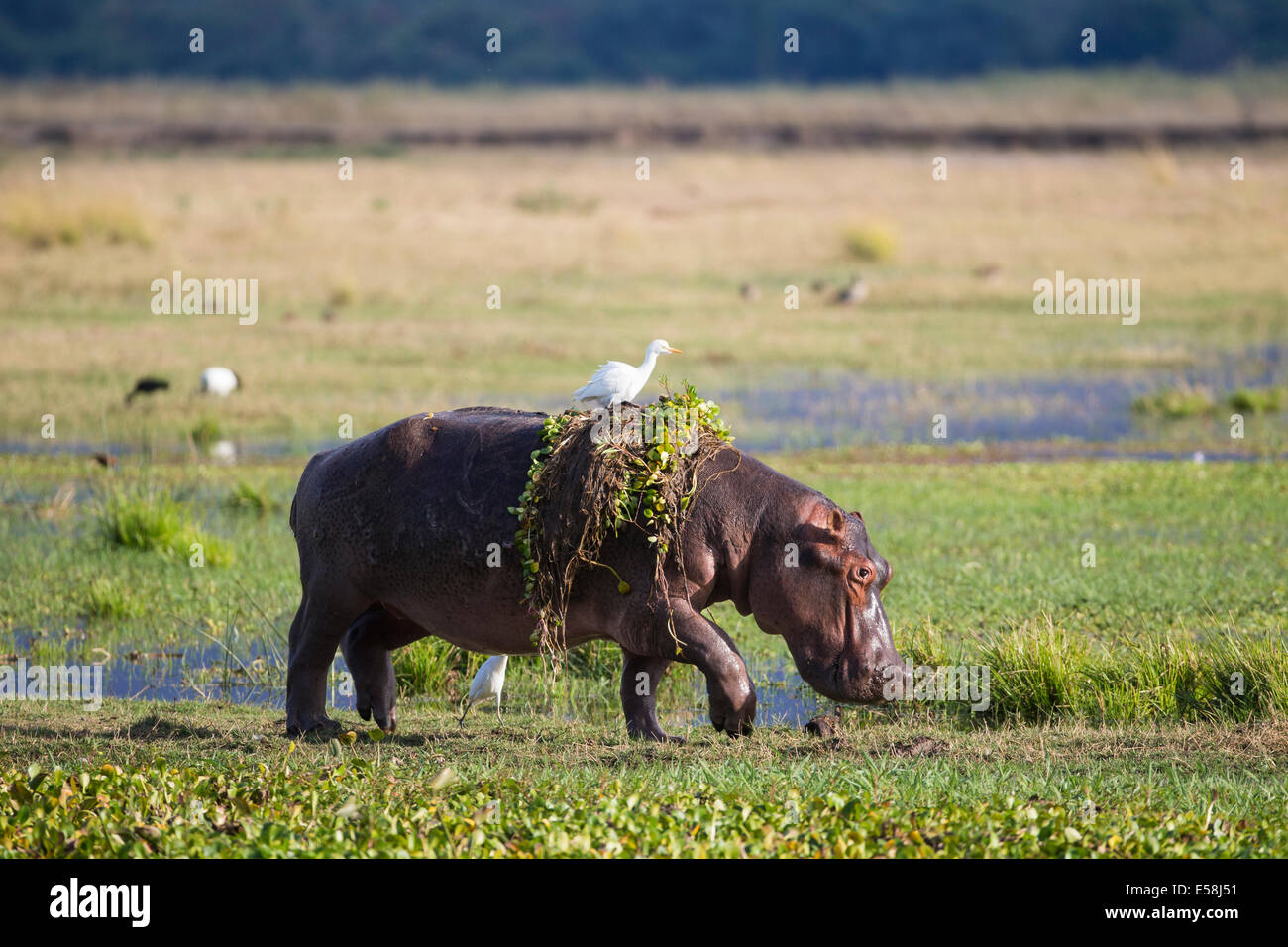 Hippopotamus walking out of water with Hyacinth Weed and Cattle Egret on back Stock Photo