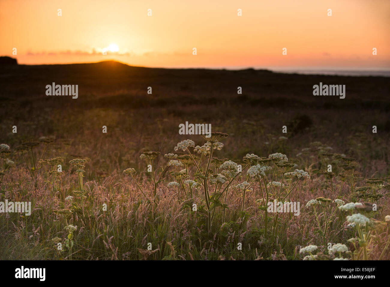 Common Hogweed, Heracleum sphondylium, in the golden hour of dusk on Skokholm Island, South Pembrokeshire, Wales, United Kingdom Stock Photo