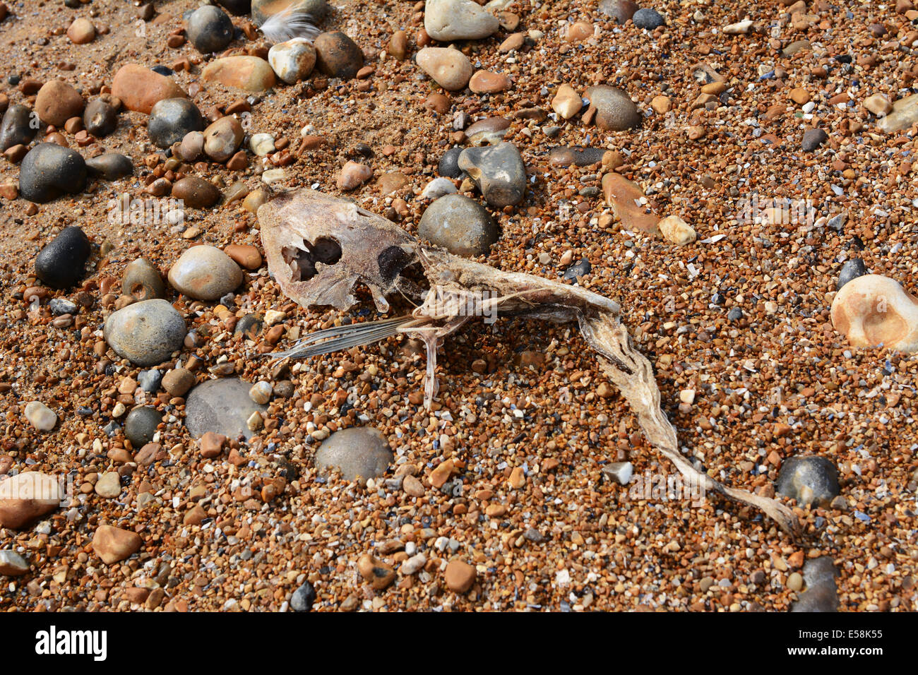 Washed up skeleton of a smooth-hound shark on a shingle beach Stock Photo