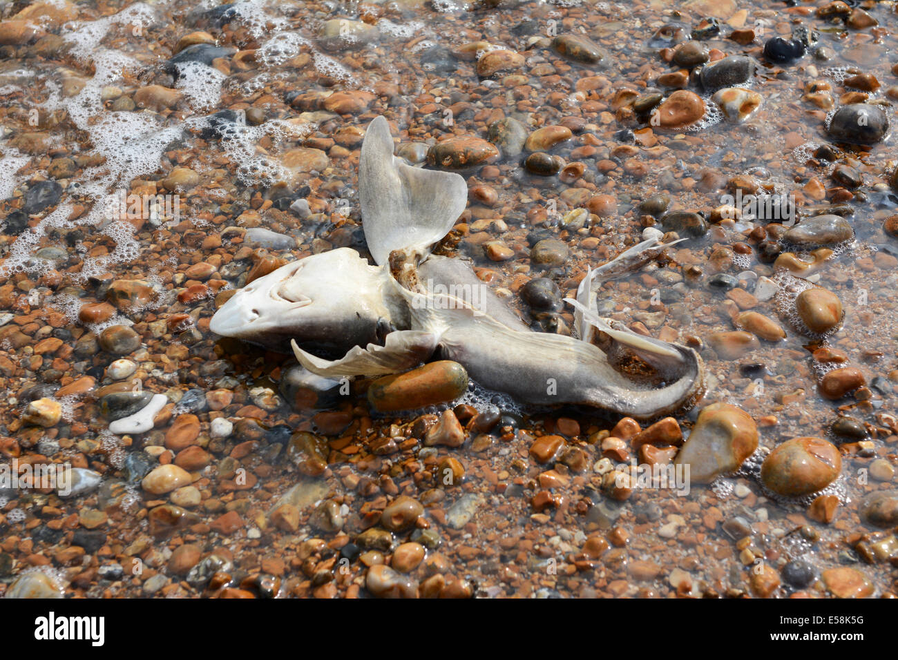 Dead smooth-hound shark washed ashore in Hastings, England Stock Photo