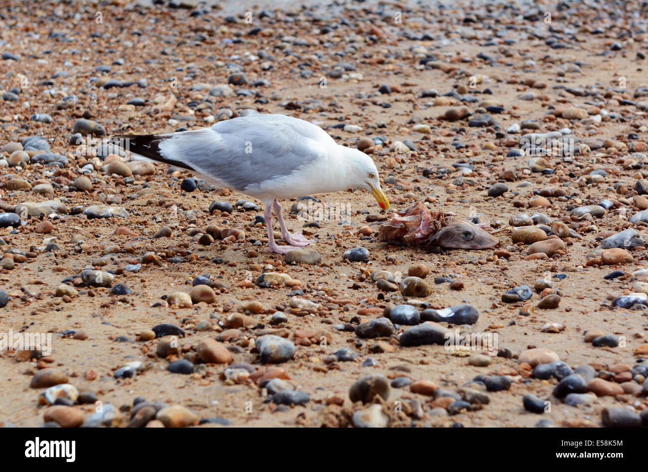 Seagull inspects the carcass of a smooth-hound shark that has washed ashore Stock Photo