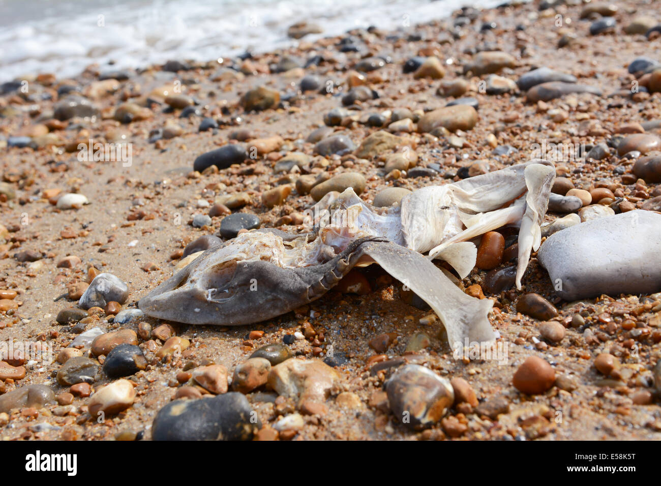 Remains of a smooth-hound shark lie at the shoreline on Hastings beach Stock Photo