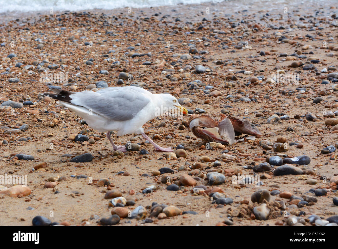 Hungry seagull pulls flesh from the bones of a smooth-hound shark washed up in Hastings, UK Stock Photo