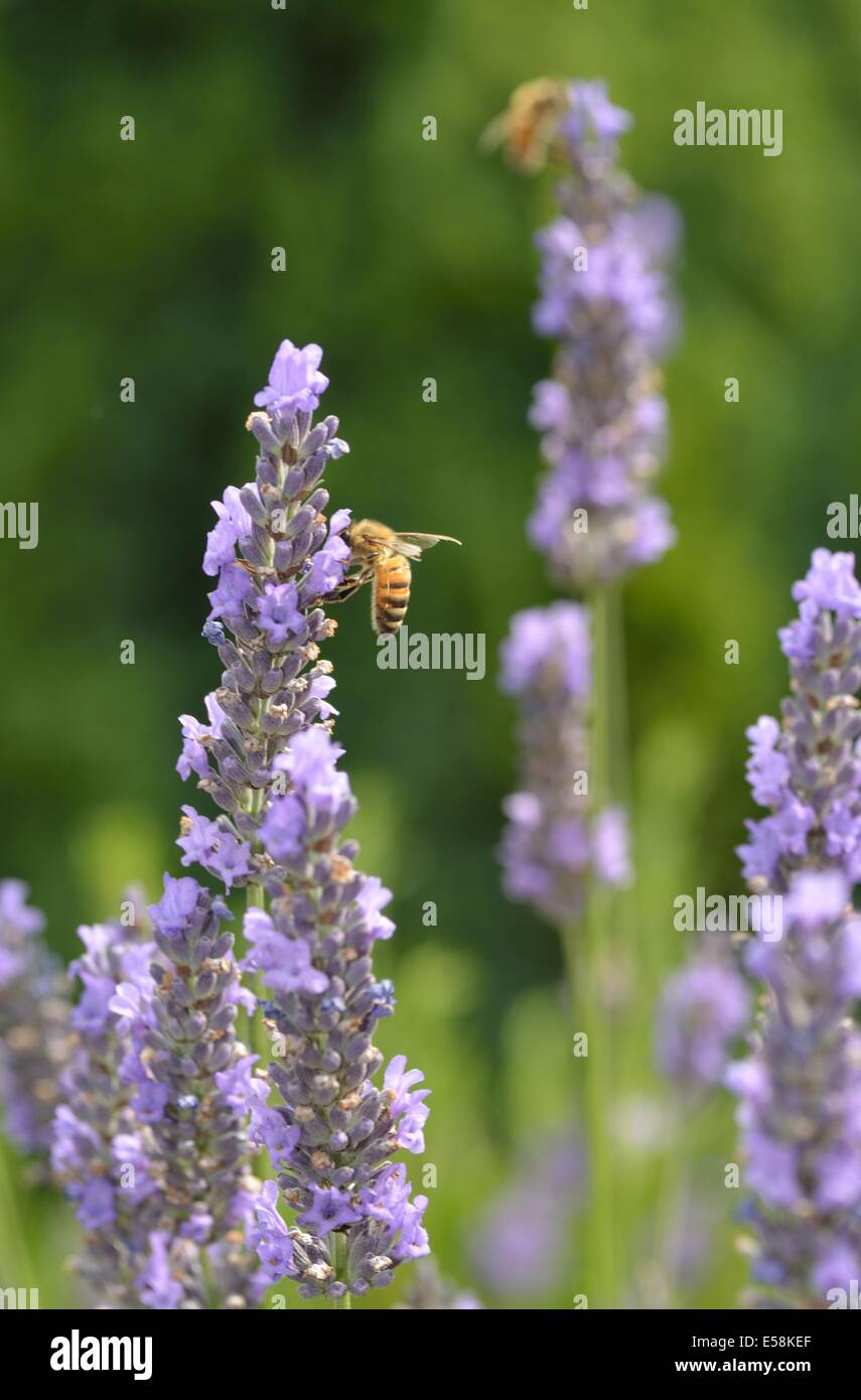 English honey bees hi-res stock photography and images - Alamy