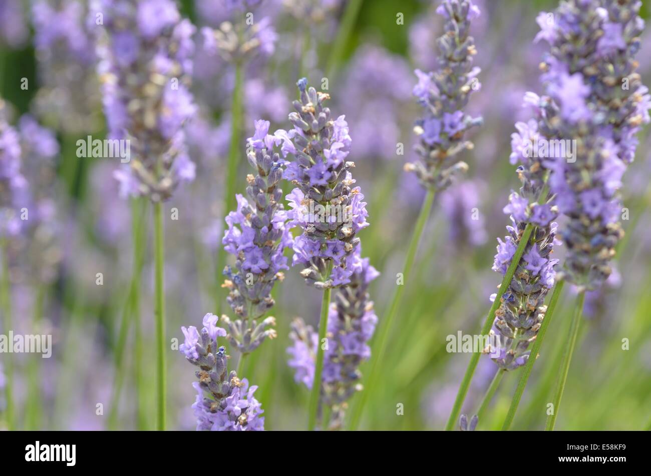 Lavender Flowers Stock Photo