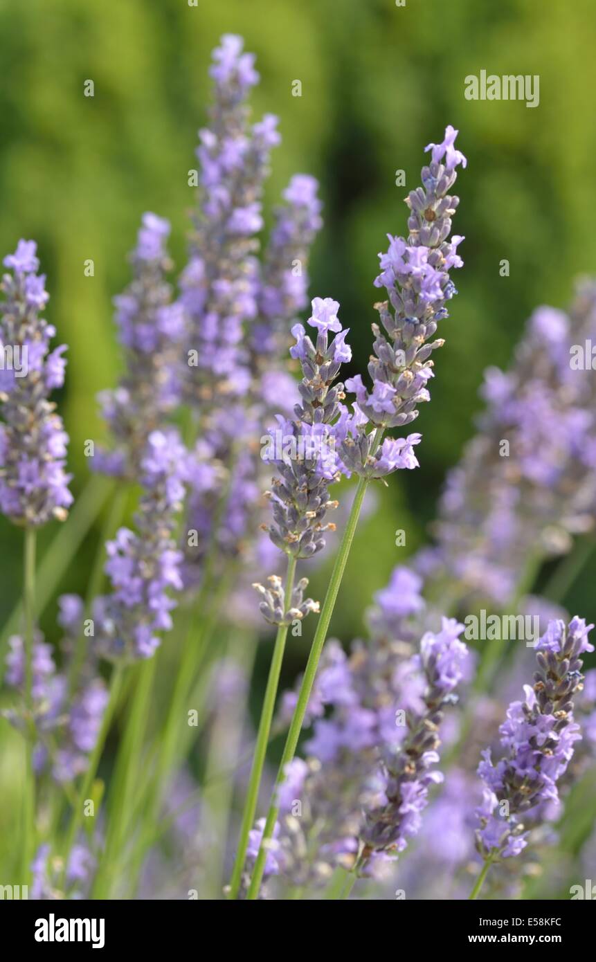 Lavender Flowers Stock Photo