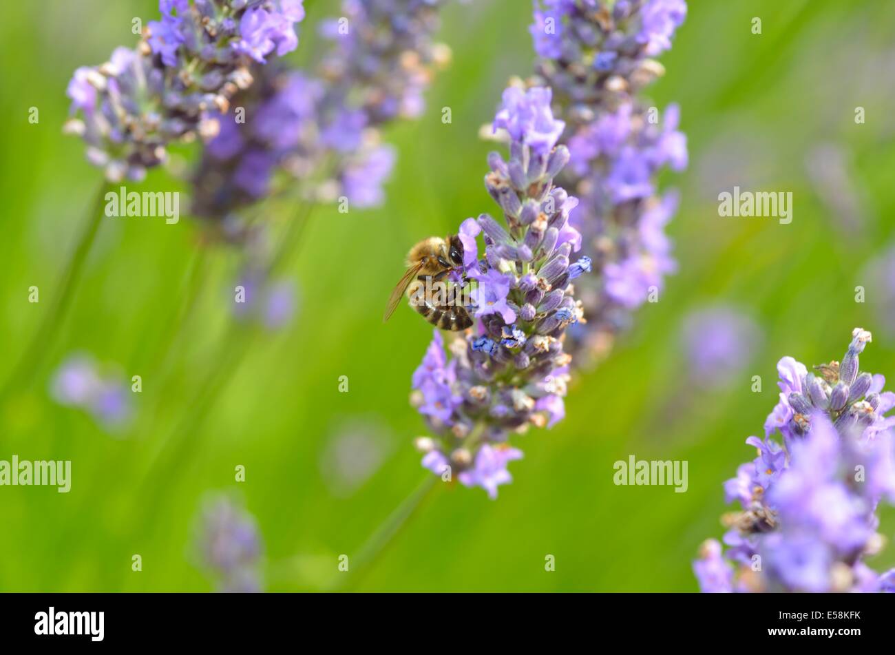 Worker european honey bee hi-res stock photography and images - Alamy