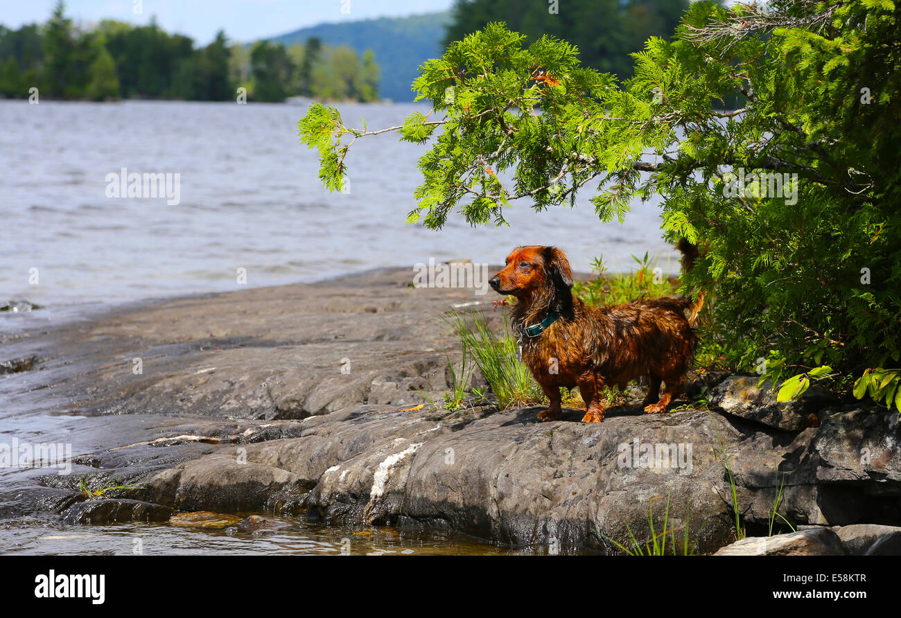 Longhair dachshund standing alert on island in freshwater lake with trees and foliage in the background Stock Photo