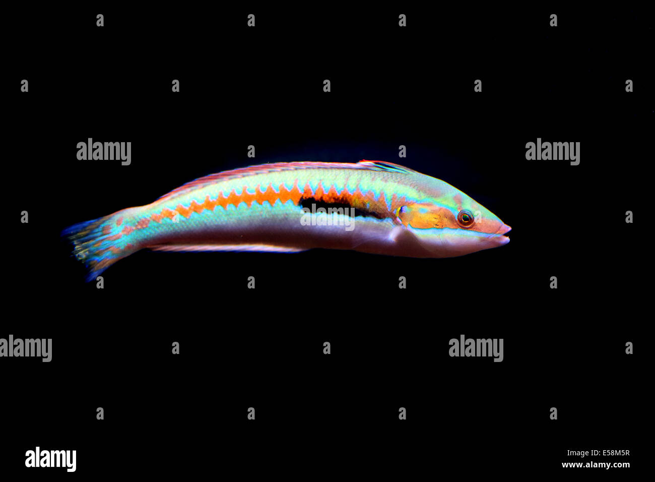 A mediterranean rainbow wrasse, Coris julis, on a black background. This small and colourful fish can be found in the Mediterran Stock Photo