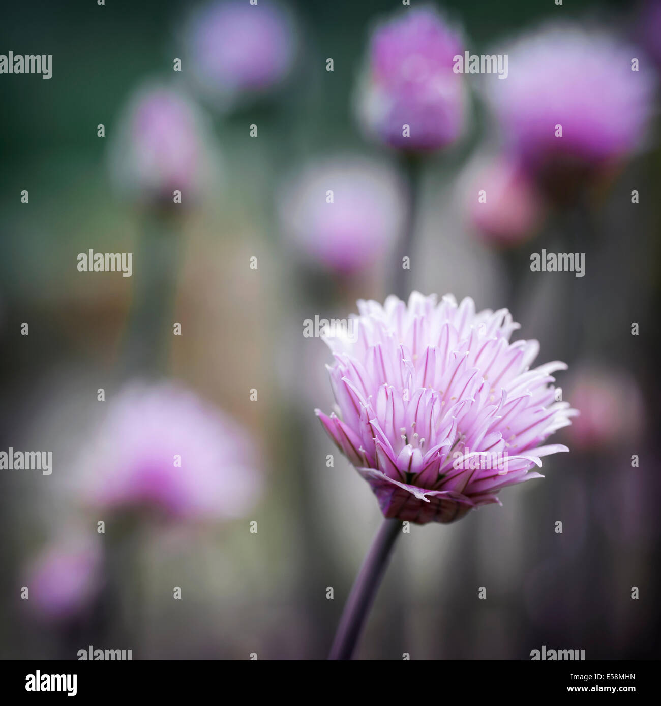 Purple flowers of chives flowering in garden, square format Stock Photo