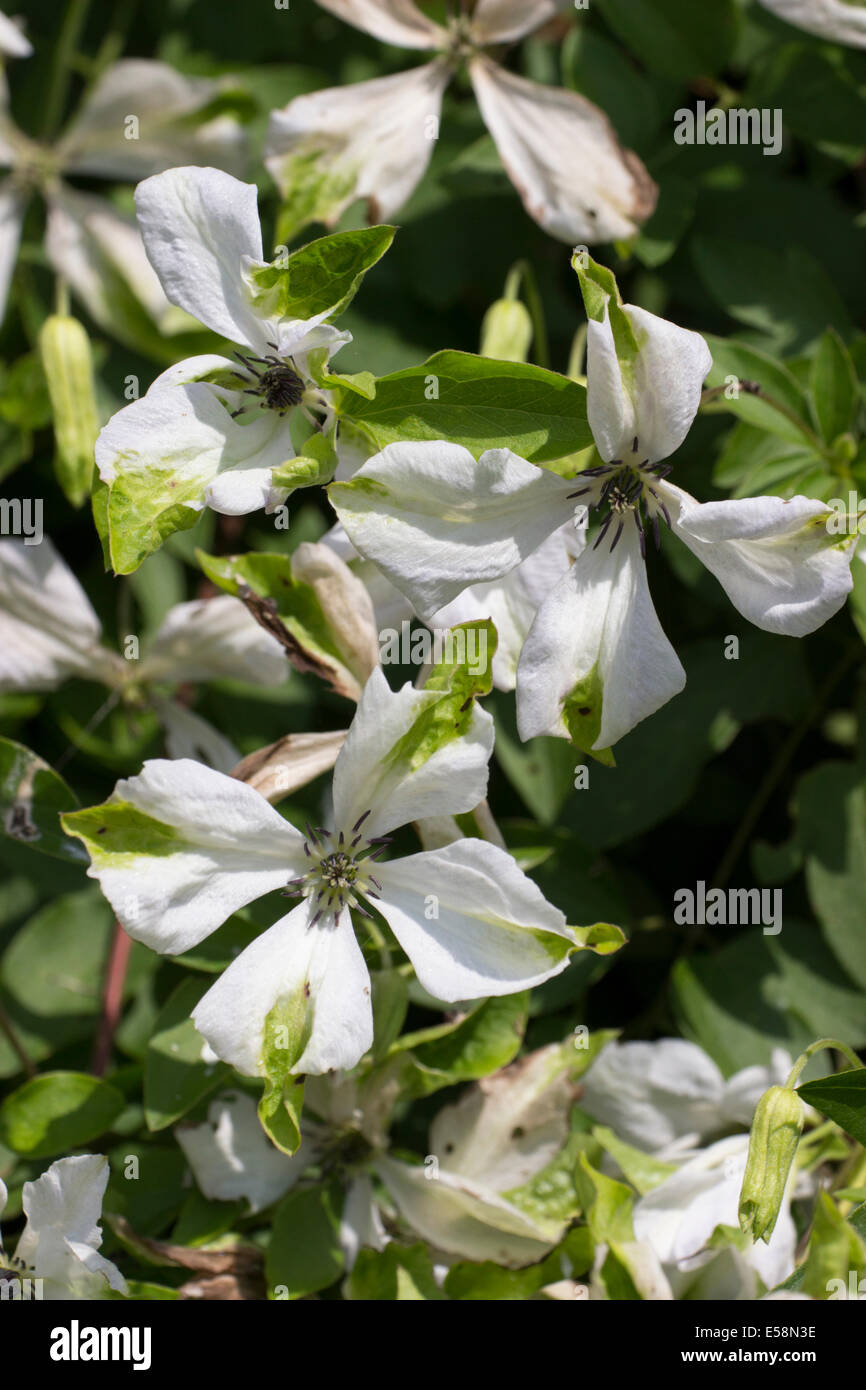 Green tipped white flowers of the later summer flowering Clematis
