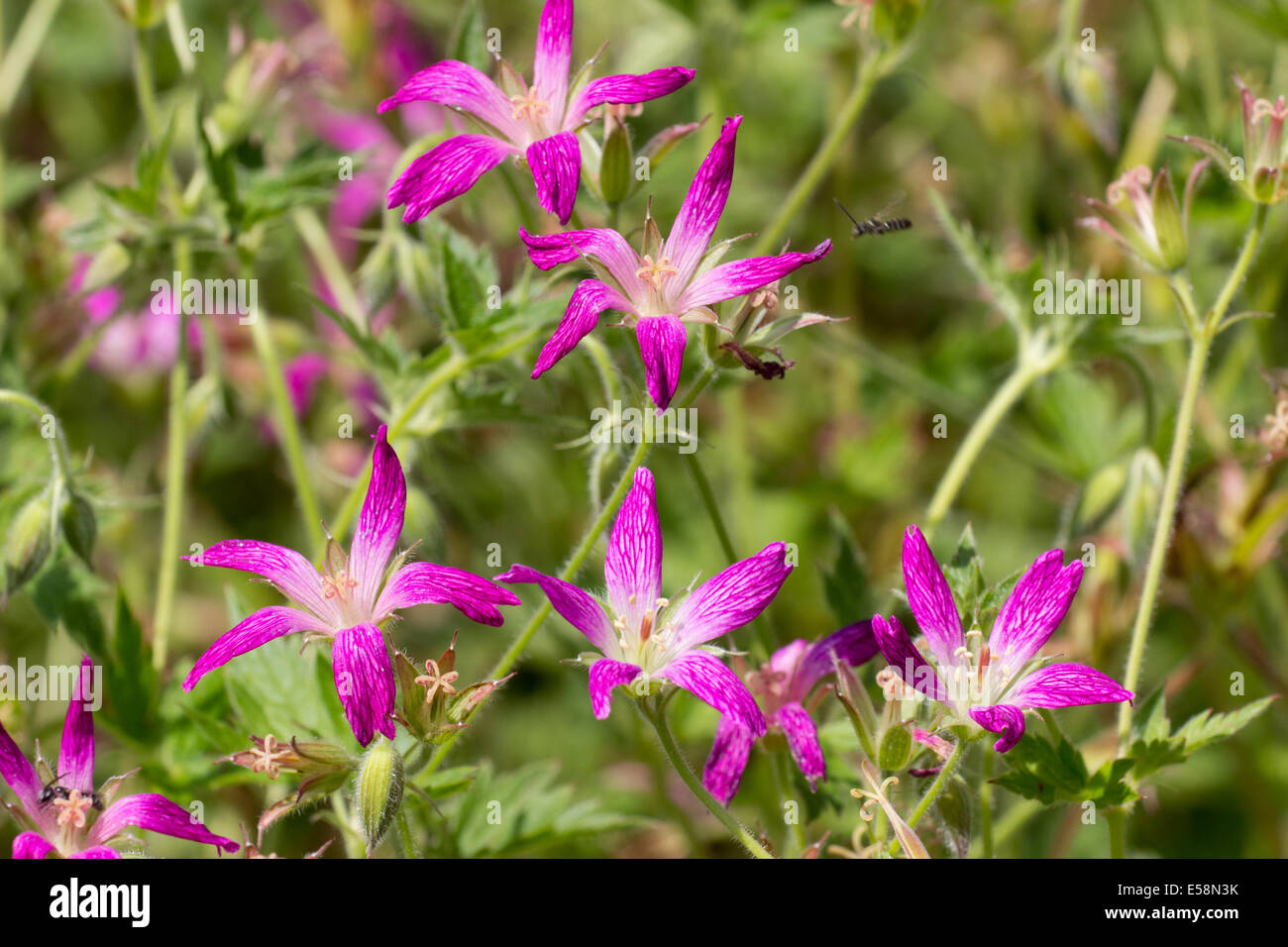 Flowers of the hardy cranesbill, Geranium x oxonianum forma thurstonianum Stock Photo