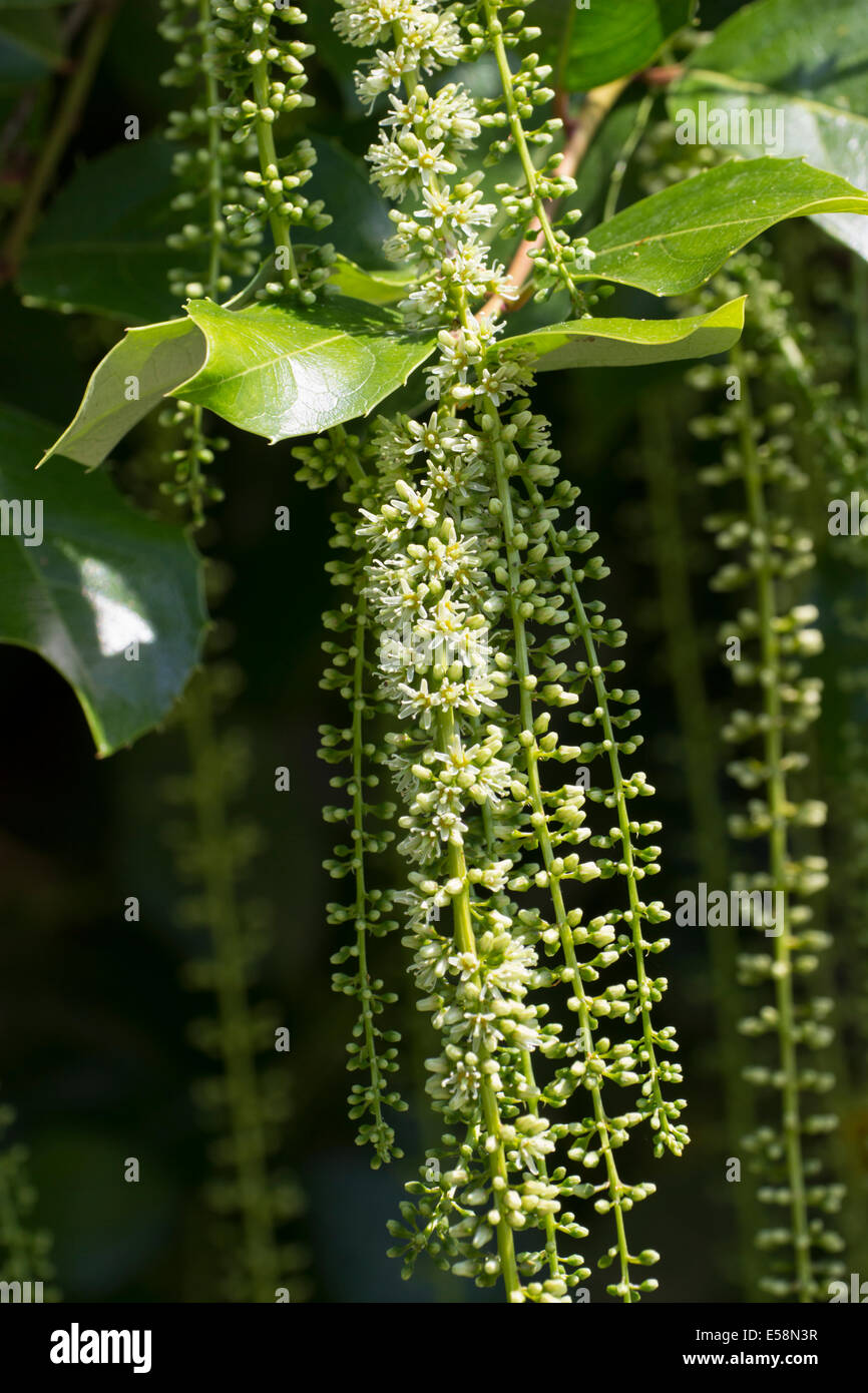 Close view of the dangling July racemes of the wall shrub / small tree, Itea ilicifolia Stock Photo