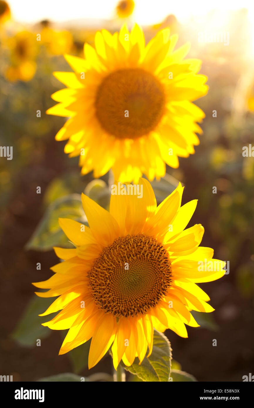 Yellow sunflowers backlit at sunset in a field Stock Photo