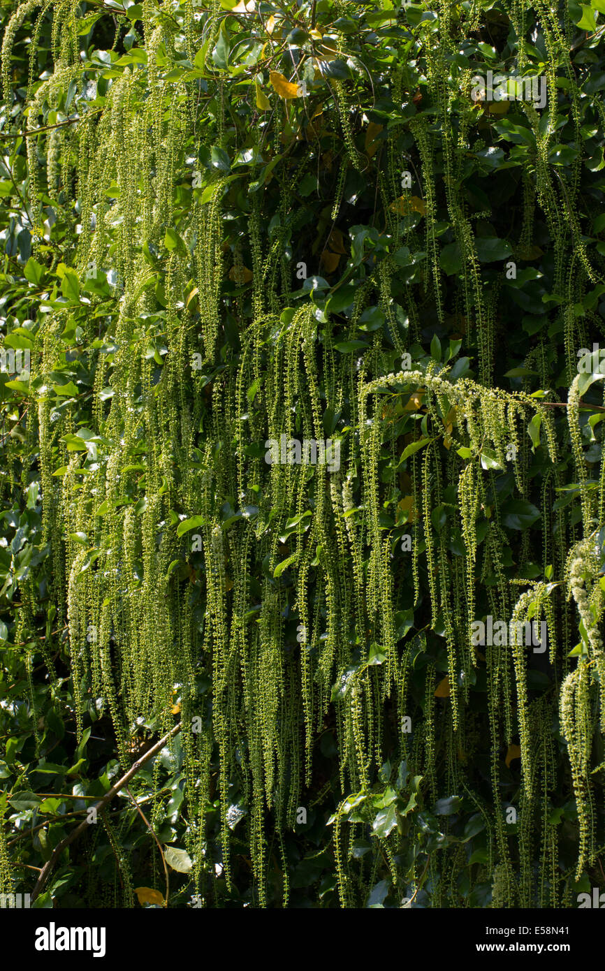 Dangling July racemes of the wall shrub / small tree Itea ilicifolia Stock Photo
