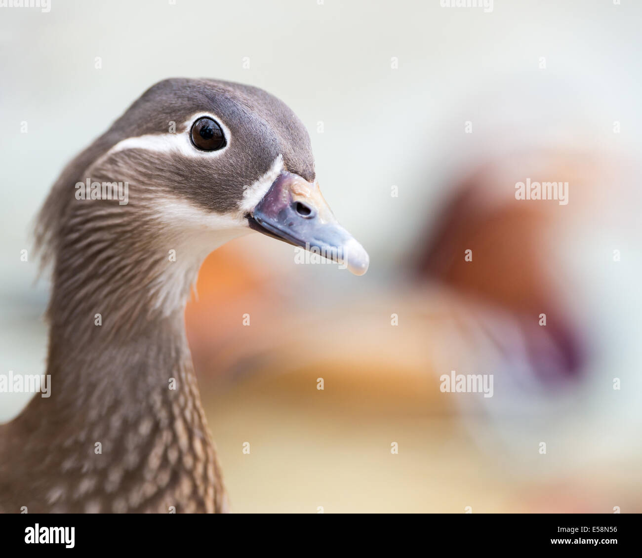 Profile Portrait of a Mandarin Duck Hen Stock Photo Alamy
