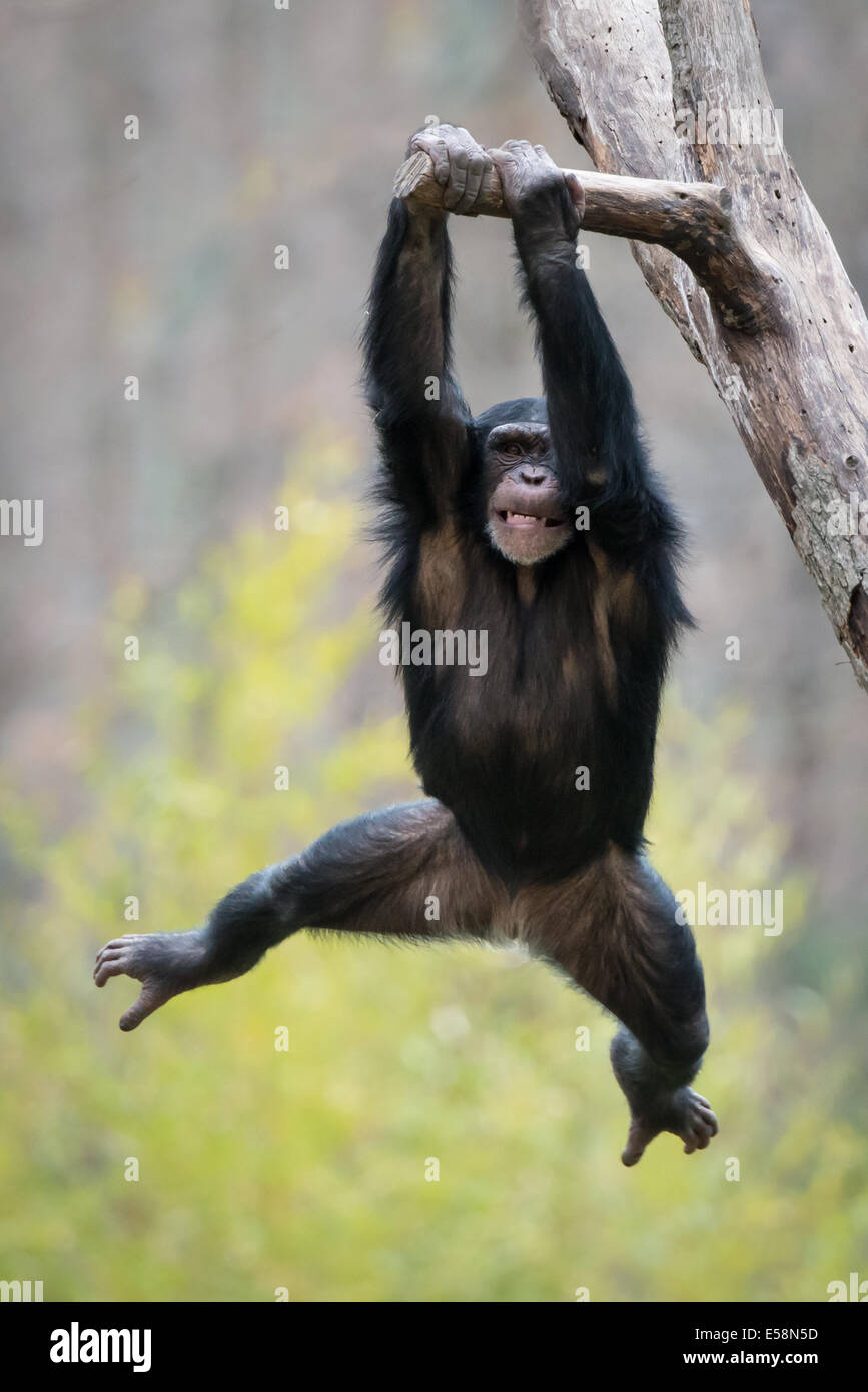 Monkey swinging tree hires stock photography and images Alamy