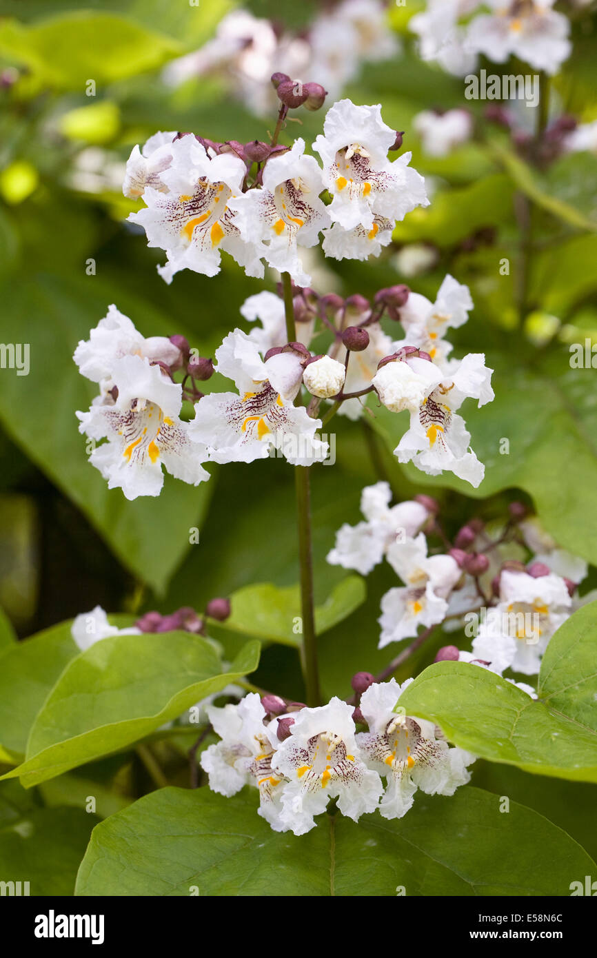 Catalpa bignonioides flower. Indian Bean Tree. Stock Photo