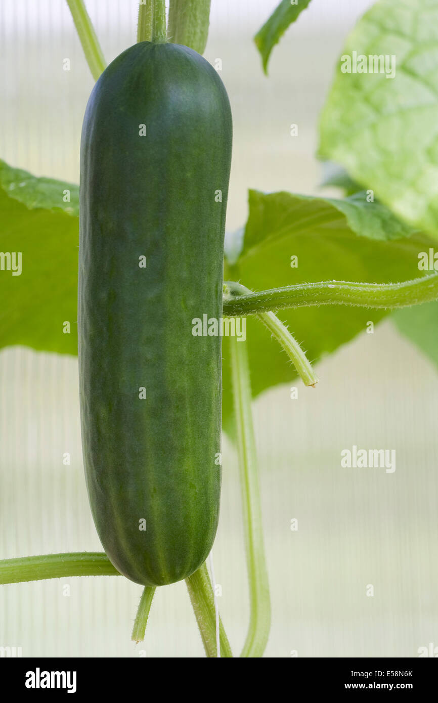 Cucumis sativus. Cucumber growing in a protected environment. Stock Photo