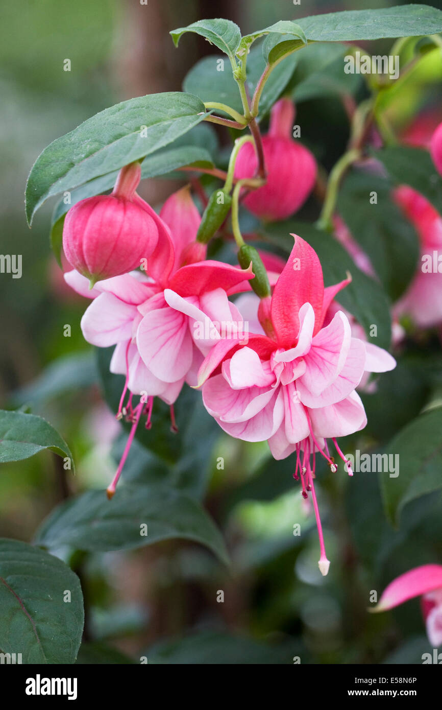 Fuchsia 'Anthea Day' flowers. Stock Photo