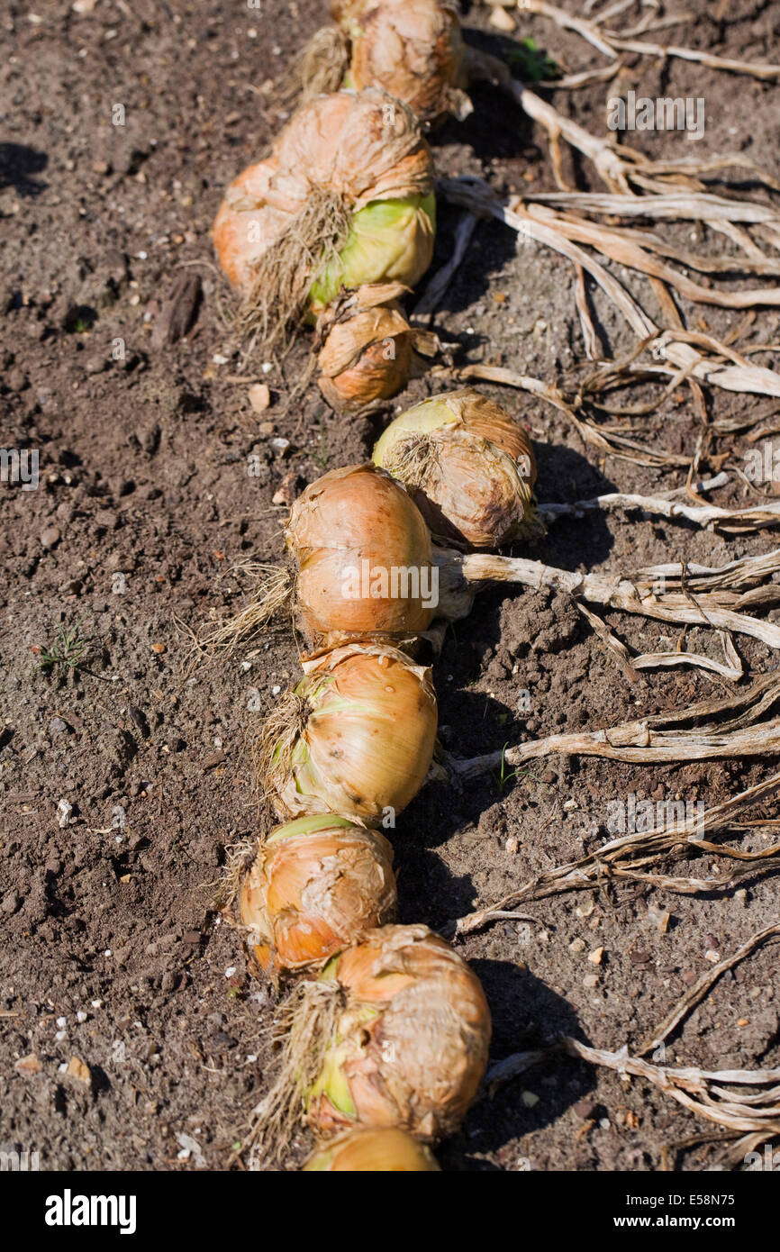 Onion 'Senshyu' drying on top of the soil. Stock Photo