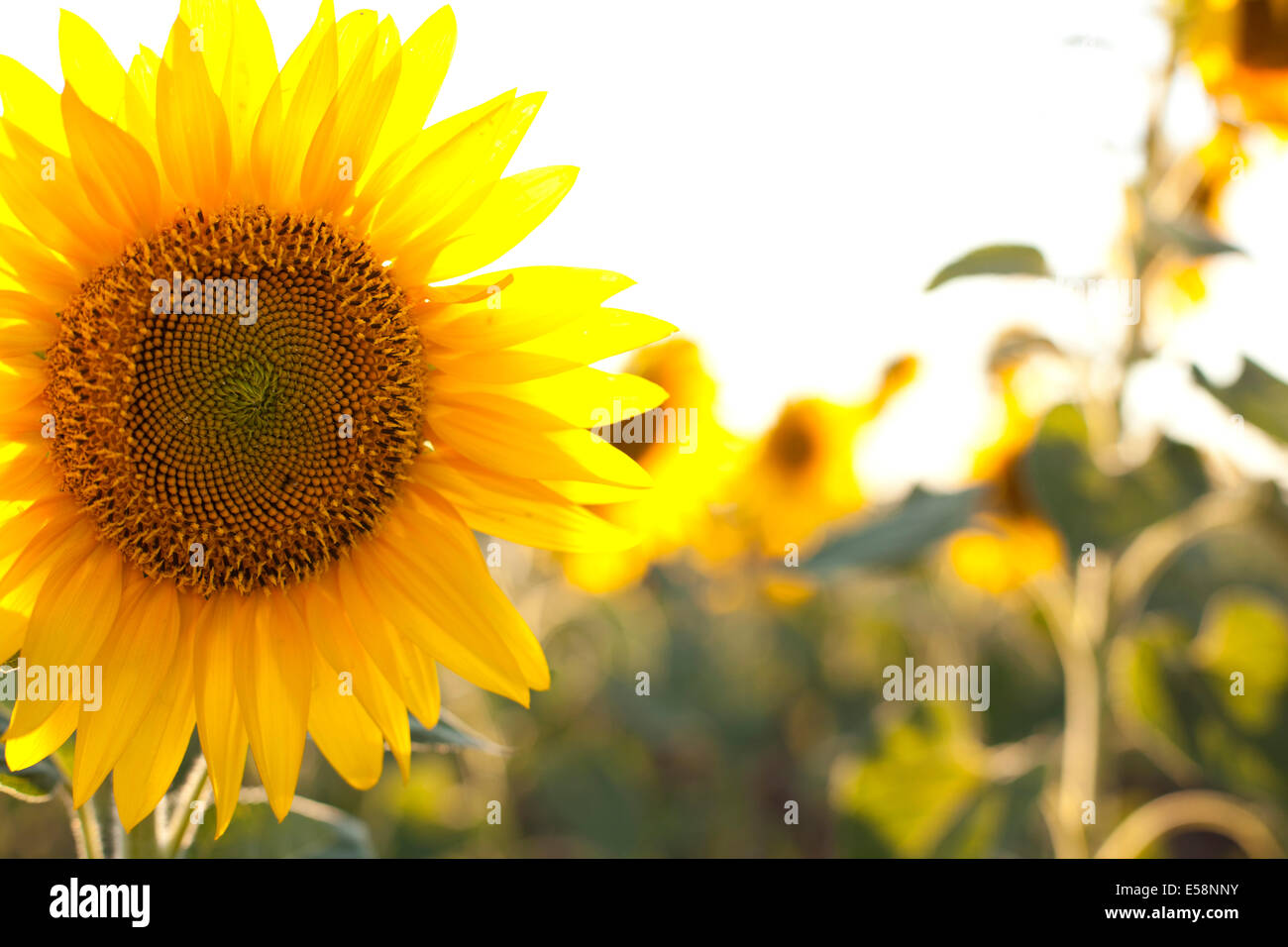 Yellow sunflowers backlit at sunset in a field Stock Photo