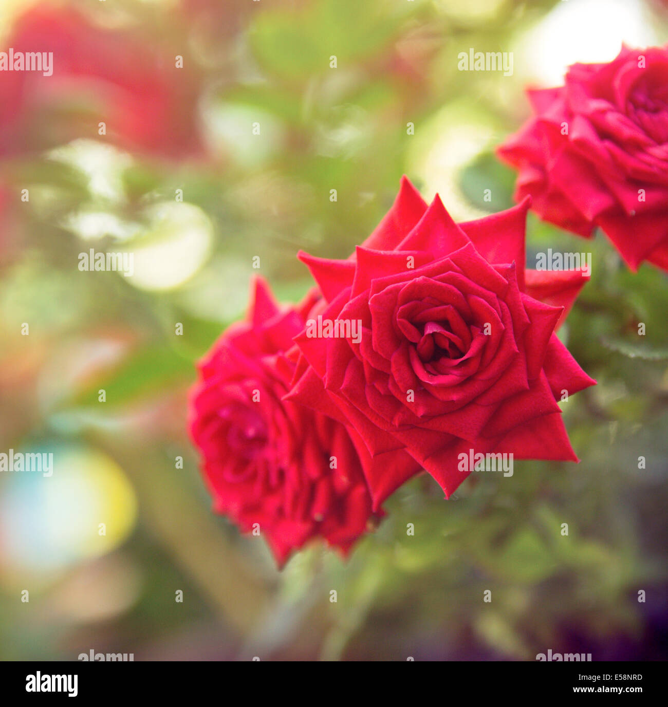 beautiful red rose flowers. vintage background Stock Photo Alamy
