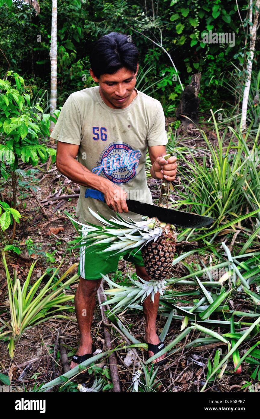 Pineapple harvester hires stock photography and images Alamy