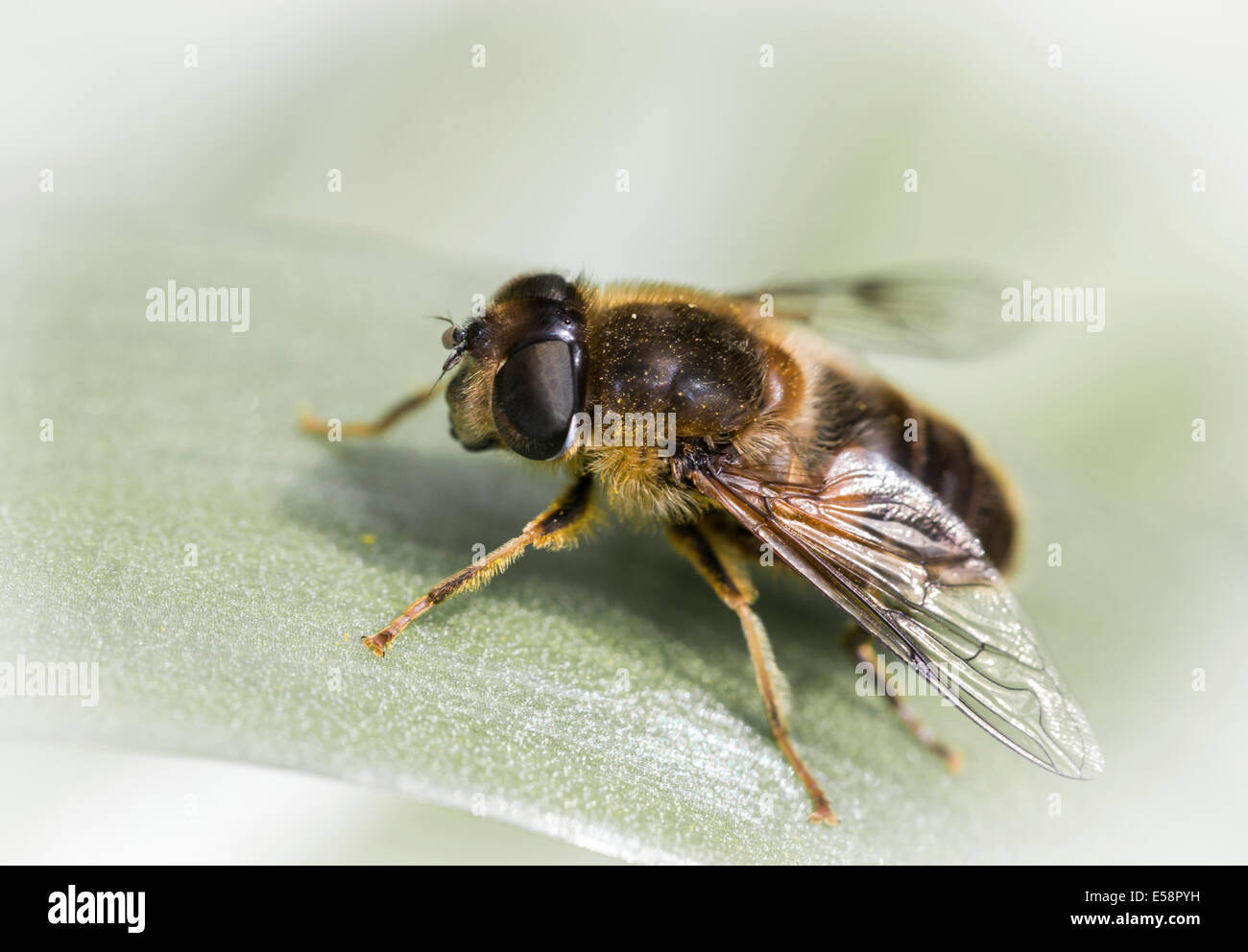 Honey bee Stock Photo