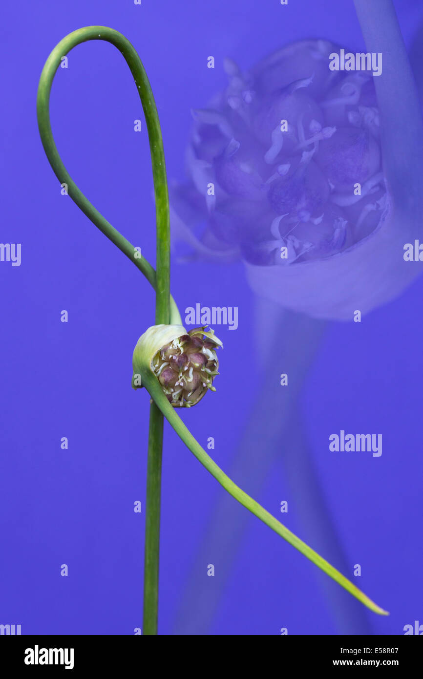 Garlic flower (spathe) Stock Photo