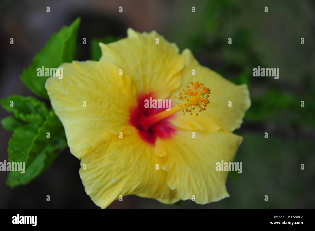Yellow hibiscus flower closeup Stock Photo Alamy