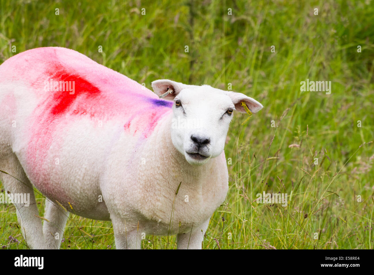Colourful markings on newly sheared sheep on the North Pennines moors