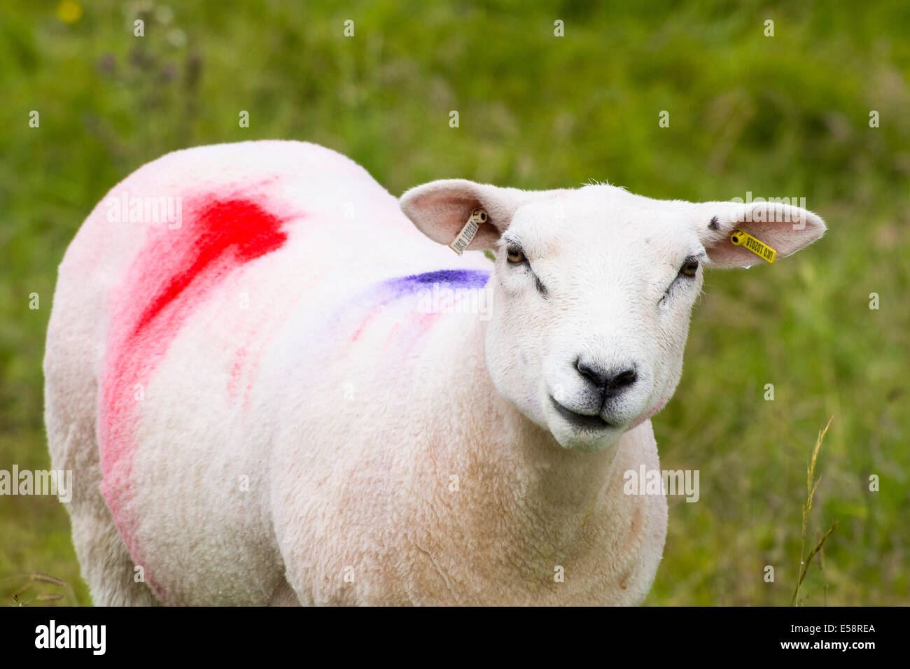 Marking sheep hires stock photography and images Alamy