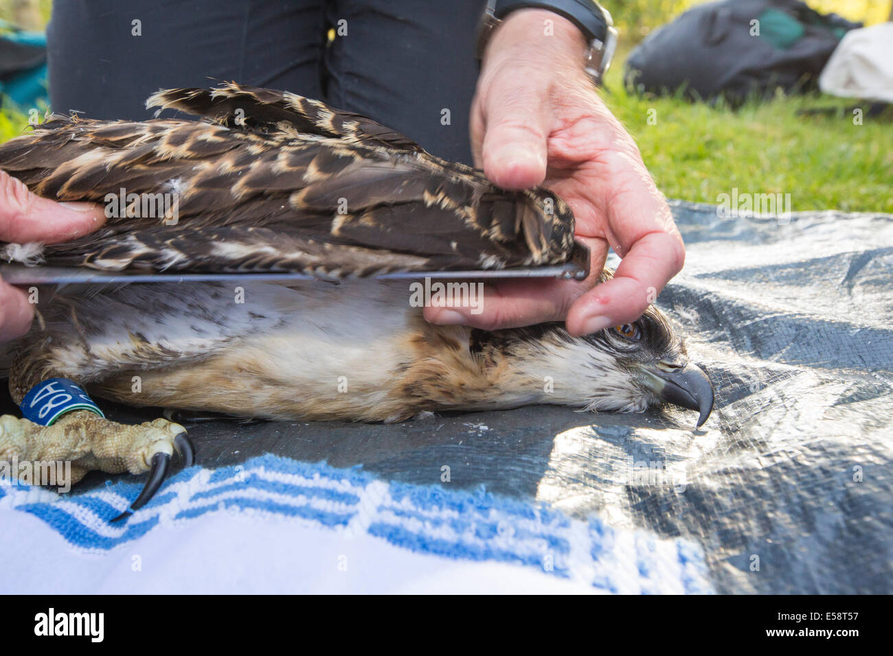 A young Osprey being ringed and fitted with a satellite tracker to ...