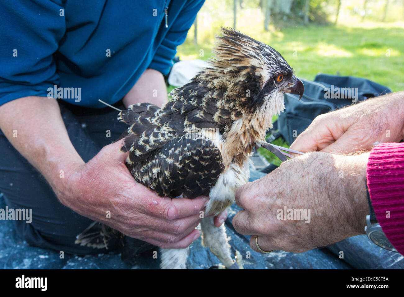 A young Osprey being ringed and fitted with a satellite tracker to ...