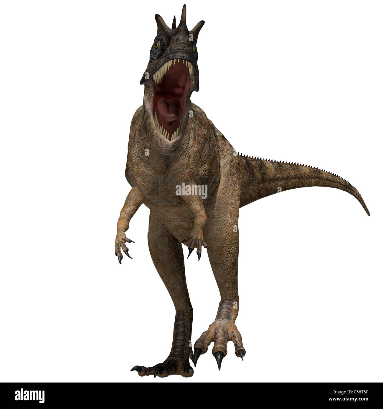 The Ceratosaurus is a horned theropod dinosaur found in North America